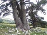 Clicca qui per vedere l'immagine in dettaglio